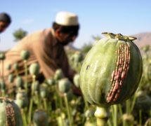 Growers in Eastern Afghanistan harvest opium from ripe papaver somniferum, more commonly known as the Opium poppy.