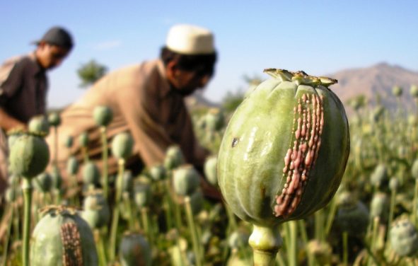 Growers in Eastern Afghanistan harvest opium from ripe papaver somniferum, more commonly known as the Opium poppy.